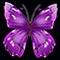 Perfect Purple Butterfly