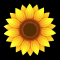 Cheerful Sunflower