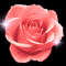 Electric Rose