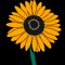 Sunflower Bzzz