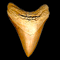 Golden Shark Tooth