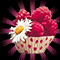 Rasspberry Dessert