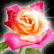Lovely Pink Rose