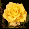 Perfect Gold Rose