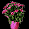 Pink Blooming Bouquet