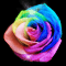 Rainbow Passion Rose