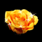 Rose of Desire