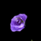 Subtle Violet Flower