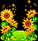 Sunflower Sweetie