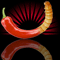 Chiliworm