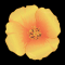 Golden State Poppy