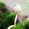 Magic Mushroom Trip