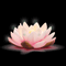 Soft Pink Lotus