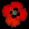 Remembrance Poppy