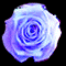 Big Rose