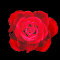 Rose Petal Rain