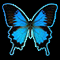 Midnight Blue Butterfly