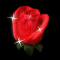 Big Red Rose